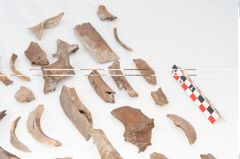 Foto von Tierknochenkonvolut (NHMW-PRAE-003518)